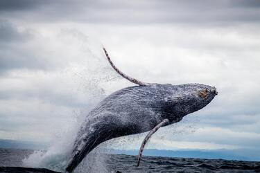 Вчені зафіксували, як горбаті кити влаштовують собі СПА на дні океану (рідкісні кадри)