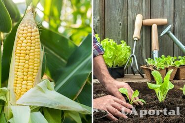 Названі сприятливі дні для посадки кукурудзи за звичайним та місячним календарем