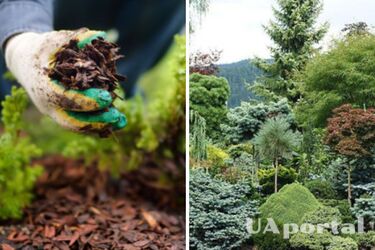 Сохраните земляную груду и следите за корневой шейкой: полезные советы, которые помогут правильно пересадить хвойные