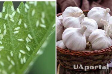 Господарське мило та часник: як боротись з капустяною білокрилкою