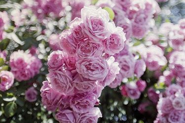 Будуть квітнути рясніше й довше: як та чим правильно поливати троянди