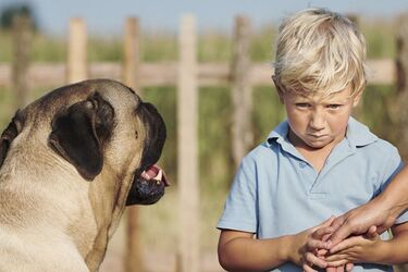 Что делать, если ребенок боится собак