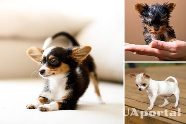 Какие породы собак имеют наименьшие размеры