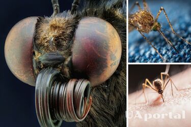 Ученые изобрели ткань для одежды, которую не могут прокусить комары