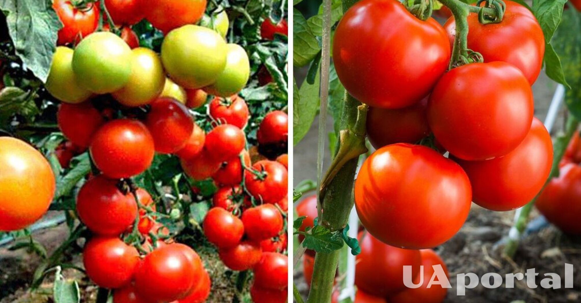 Покращення росту і розвитку рослин