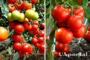 Как ускорить созревание помидоров