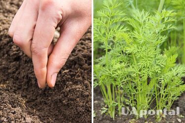 How to sow carrots quickly: a life hack with toilet paper