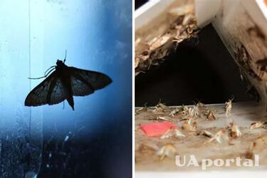 Саморобна пастка для молі - як позбутися від молі вдома