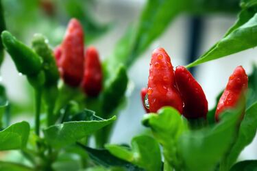 Скорее будет расти и даст больше плодов: для чего рассаду перца поливать йодом