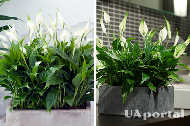 Правильный грунт и регулярный полив: как ухаживать за спатифиллумом