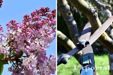 Садівники назвали три рослини, які заборонено обрізати весною