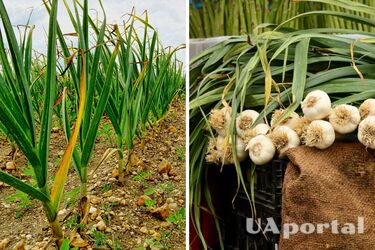 Чим удобрювати часник, щоб його пір'я не жовтіло