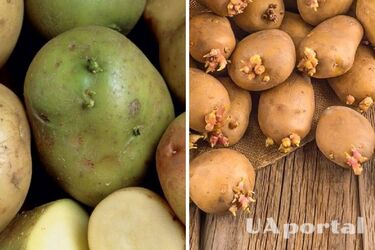 Может спровоцировать отравление: какой картофель категорически запрещено употреблять в пищу