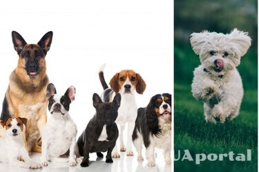 Почему собаки больших пород живут меньше, чем маленькие собаки