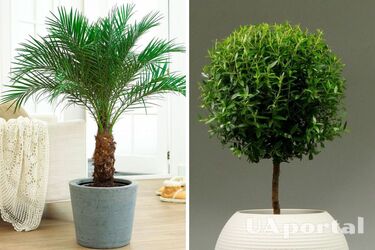 Мирт, пальма та хлорофітум: топ-5 рослин, які знижують вологість у будинку 