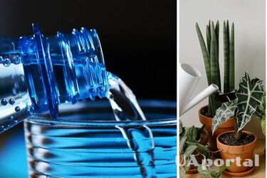 Можно ли поливать комнатные растения минералкой