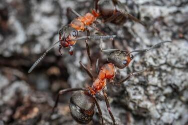 New species of ants found in Australia that can pretend to be dead: what it means (photo)