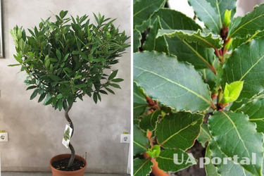 How to grow laurel at home: tips for gardeners