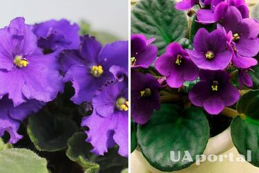 Притягує негатив: чому не можна вирощувати фіалки вдома