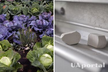 Понадобятся мел и нашатырь: как защитить капусту от вредителей