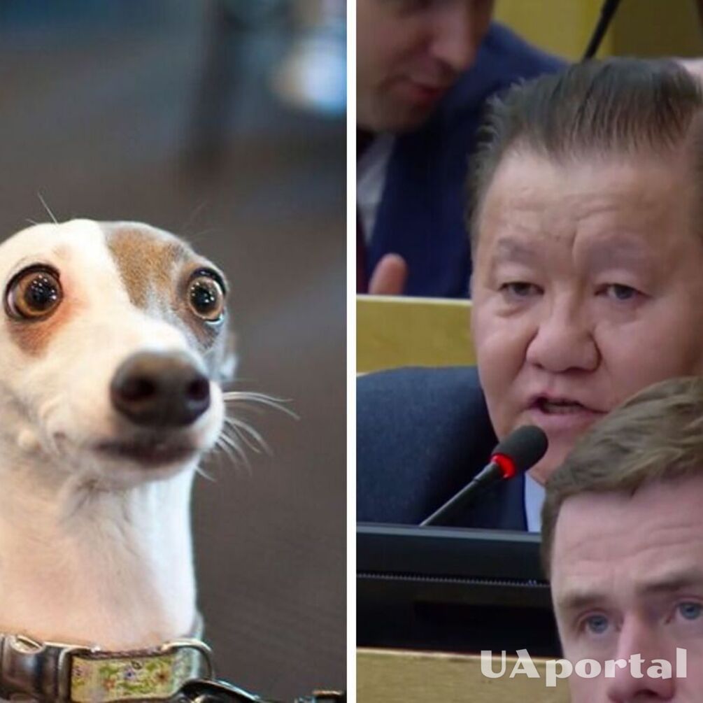 'Let them help': Russian MP suggests sending stray dogs to war (video)