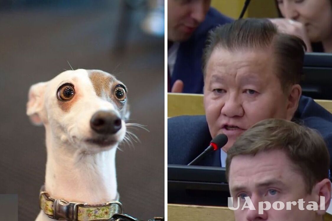 'Пусть помогают': российский депутат предложил отправлять на войну бездомных собак (видео)