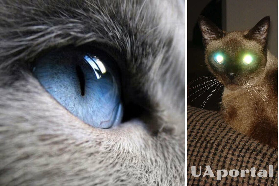 How cats see the world compared to humans