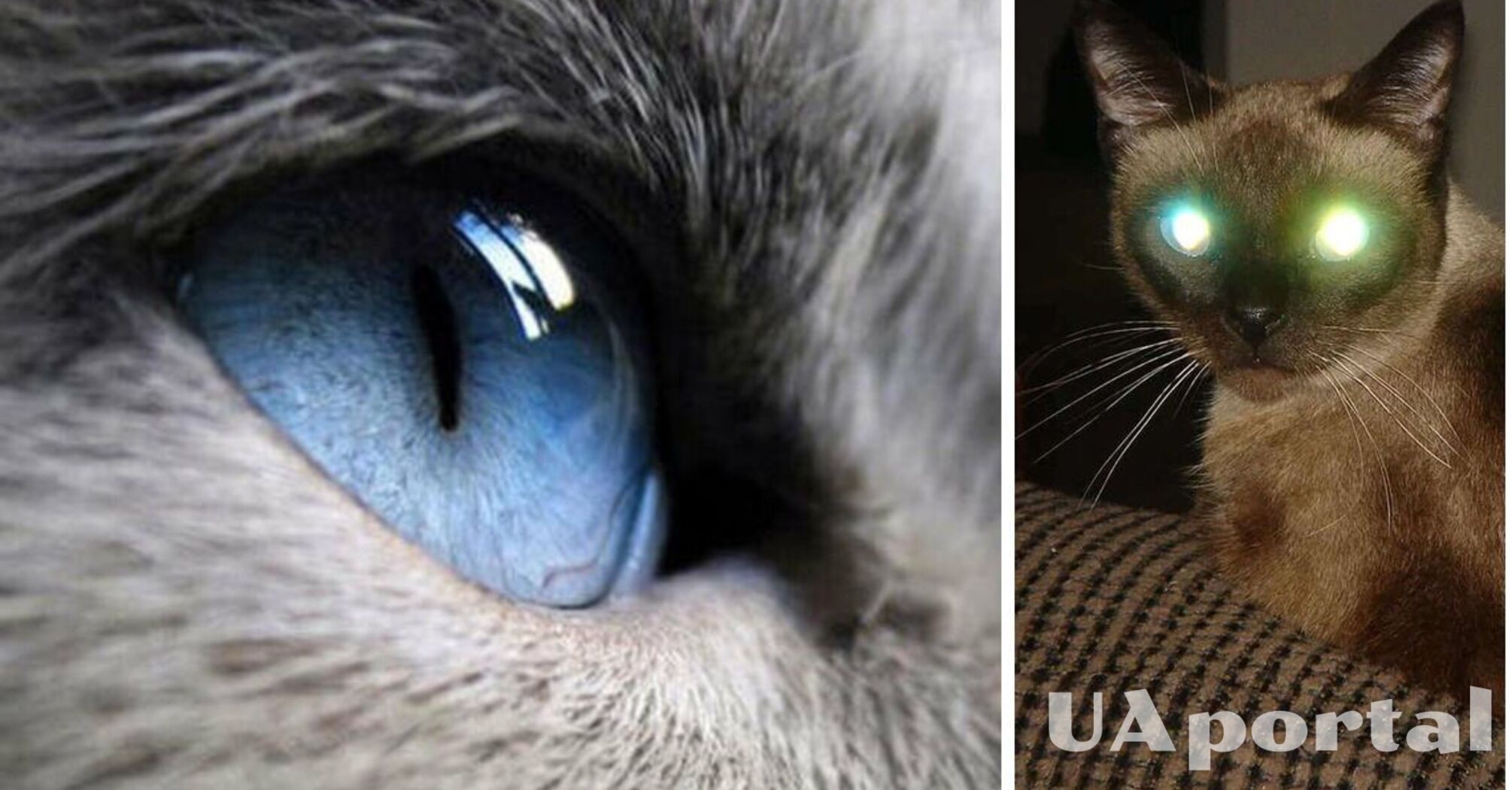 Feline Vision Cat Vision Vs Human Vision