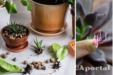 Как правильно размножить комнатные растения