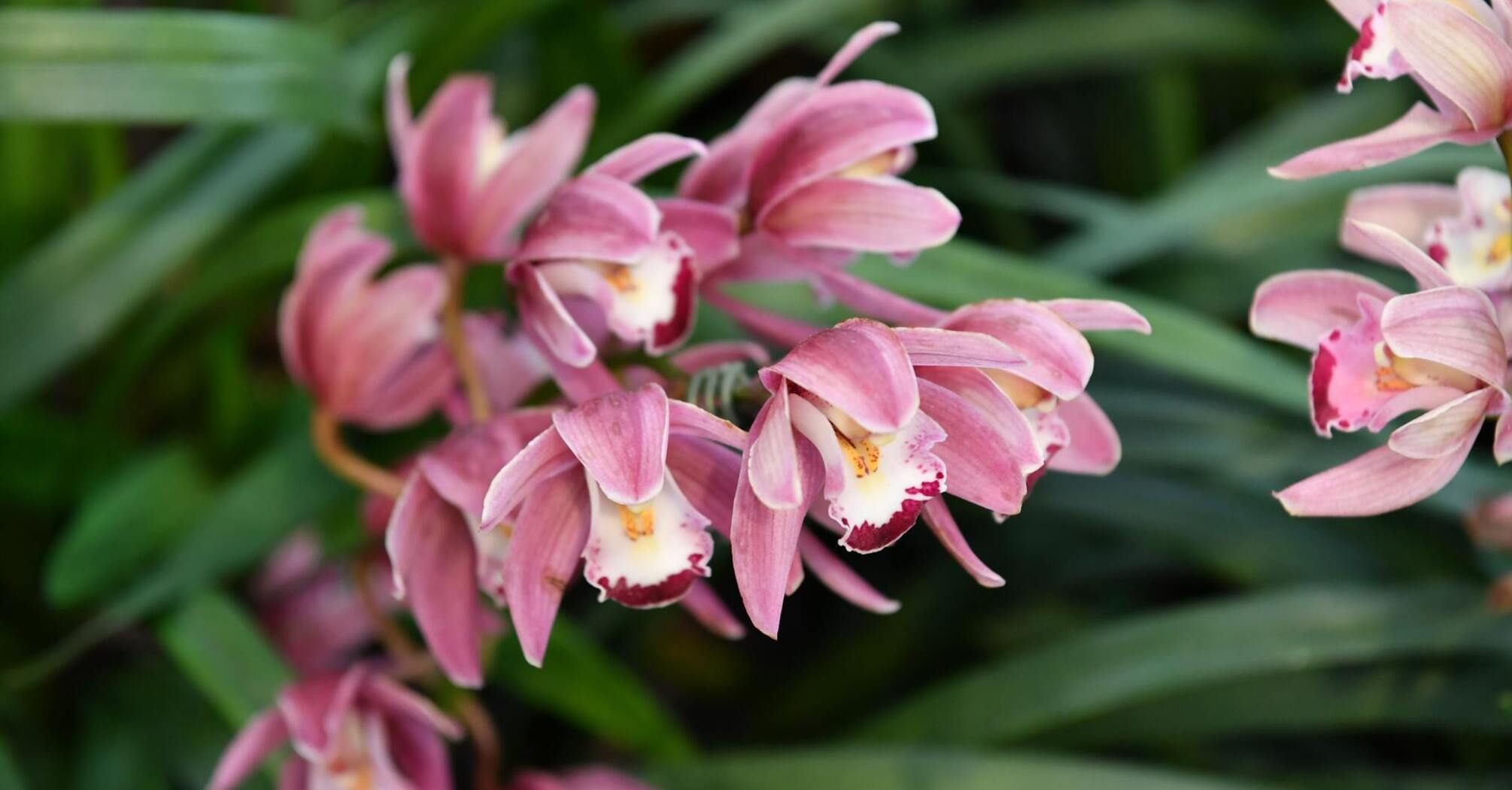 Как заставить орхидею снова зацвести: лайфхак с чесноком