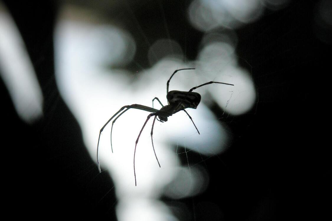  Страшний на вигляд павук виявився чи не найбільш сором'язливою істотою на Землі (фото)
