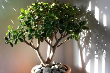 Як доглядати за товстянкою