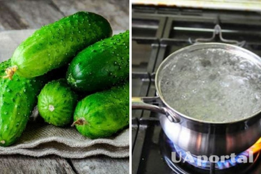 Зачем поливать землю кипятком перед посадкой огурцов: действенный лайфхак от огородников