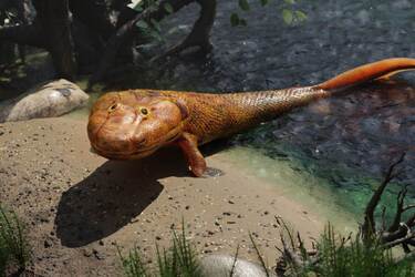 Як виглядали перші багатоклітинні тварини