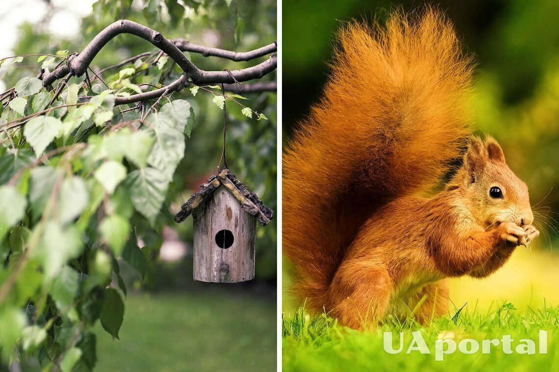 Gardeners have named 3 ways to protect crops in the garden from squirrels