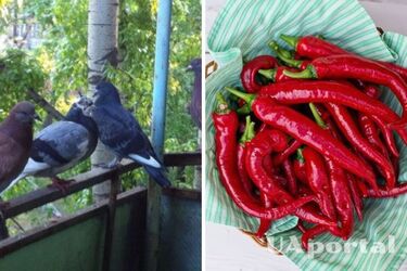 Red pepper and water: how to scare pigeons away from the balcony