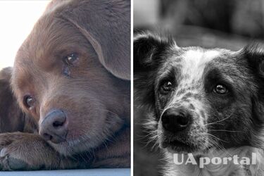 Як доглядати за старим собакою