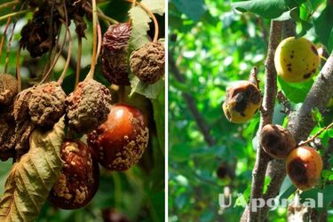 Обрезайте деревья и используйте известь: как уберечь деревья от монилиоза