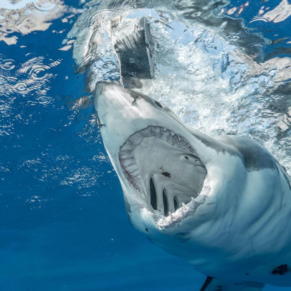 В Австралії акула тричі напала на серфінгіста та вбила його