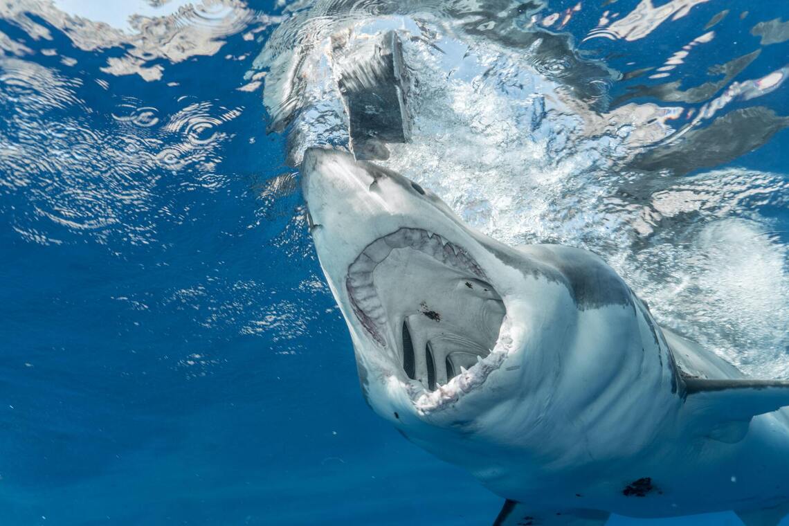В Австралії акула тричі напала на серфінгіста та вбила його