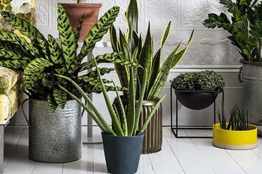 Как часто и зачем рыхлить почву в горшках с комнатными растениями