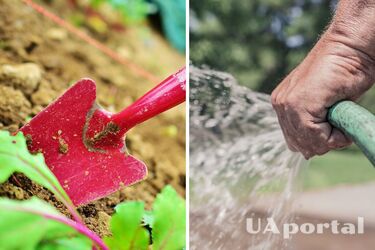 Садоводы назвали самые эффективные способы полива растений весной и летом