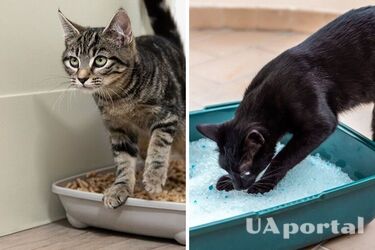 Хваліть та експериментуйте з наповнювачем: топ-5 порад, як привчити кота до лотка
