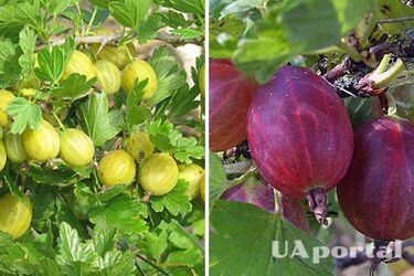 Урожай вас удивит: как сделать действенное удобрение для крыжовника из сметаны