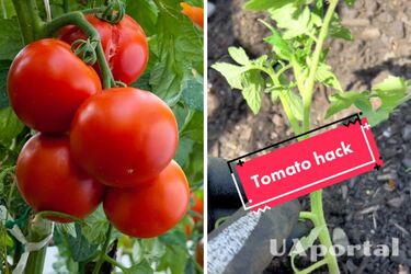 Как выращивать и ухаживать за помидорами, чтобы они выросли огромными