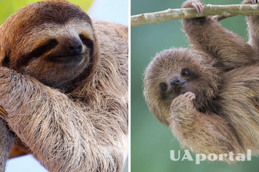 Супергерої для людства: як лінивці можуть побороти небезпечні для людей бактерії