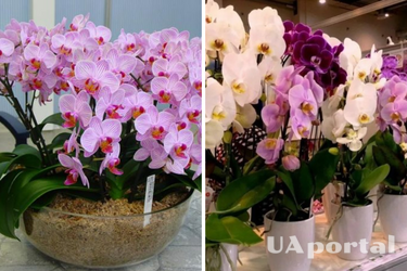 Вологе повітря та спеціальні піддони: як правильно доглядати за орхідеєю, щоб не пропала