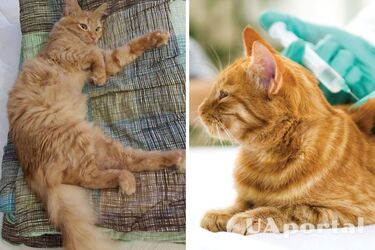 Чи потрібно вакцинувати домашніх котів, що не виходять з дому