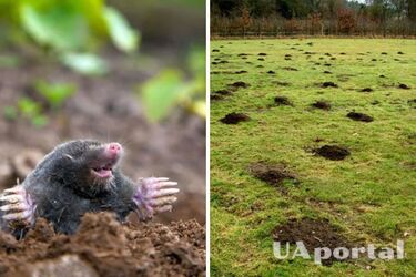 Бензин и керосин: как избавиться от кротов на огороде