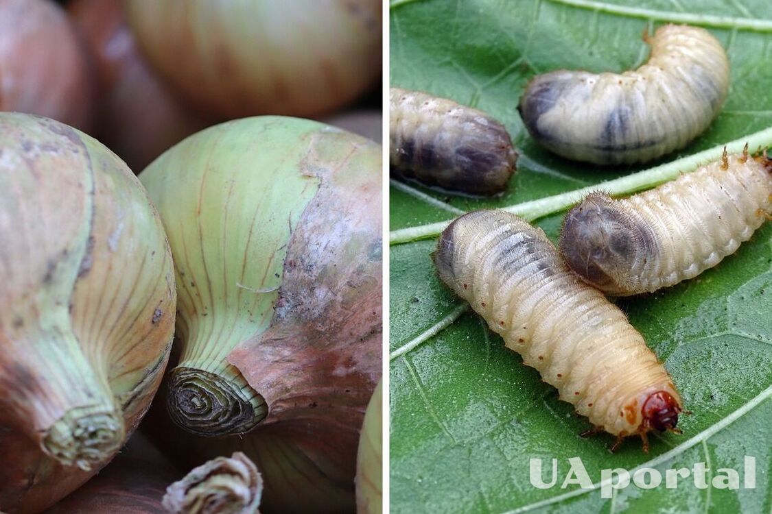 Onions will be needed: how to quickly get rid of May beetle larvae in the garden without chemicals
